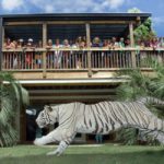white tiger running in front of spectators