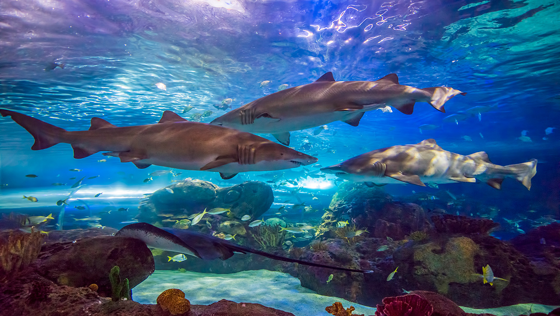 Ripley S Aquarium Admission Best Accent Chairs And Ripley S Aquarium Admission Best Accent Chairs And